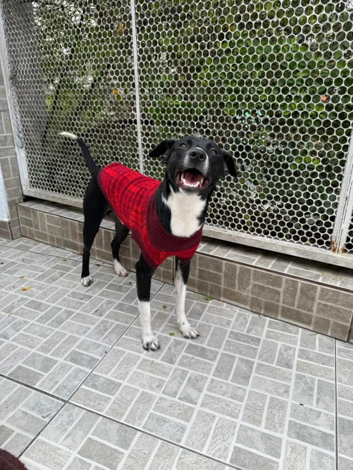 Cachorro raça SRD-ViraLata idade 1 ano nome Floki