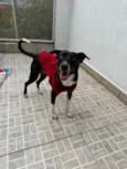 Floki