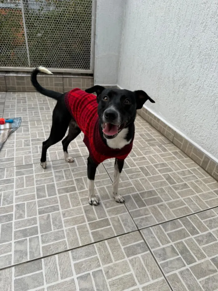 Cachorro raça SRD-ViraLata idade 1 ano nome Floki