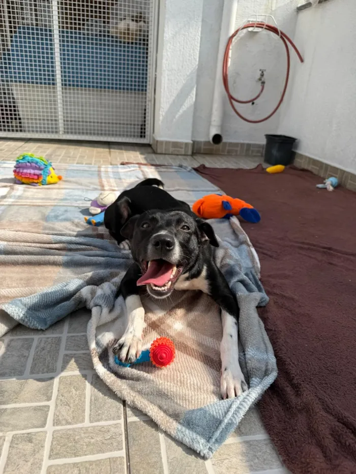 Cachorro raça SRD-ViraLata idade 1 ano nome Floki