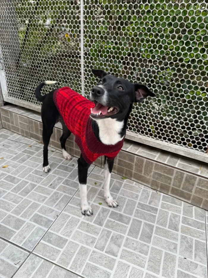 Cachorro raça SRD-ViraLata idade 1 ano nome Floki