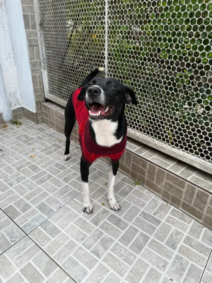 Cachorro raça SRD-ViraLata idade 1 ano nome Floki