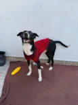 Floki