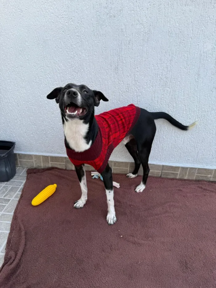 Cachorro raça SRD-ViraLata idade 1 ano nome Floki