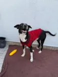 Floki