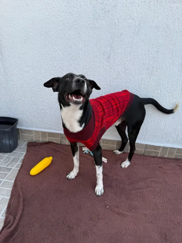 Cachorro raça SRD-ViraLata idade 1 ano nome Floki
