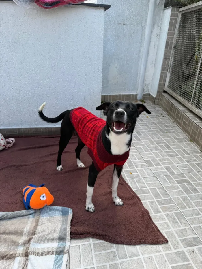 Cachorro raça SRD-ViraLata idade 1 ano nome Floki