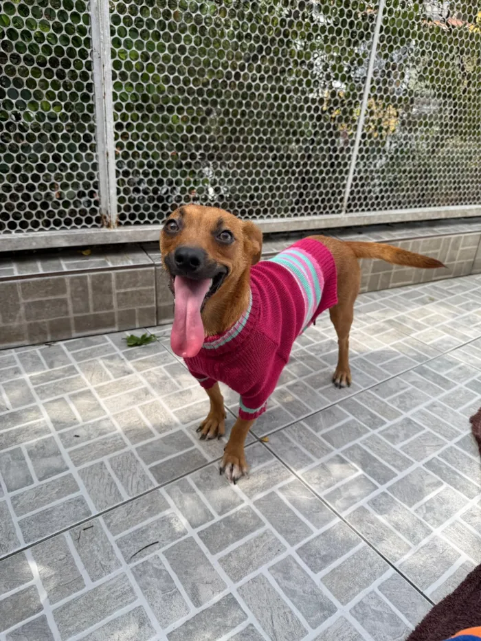 Cachorro raça SRD-ViraLata idade 1 ano nome Lunna