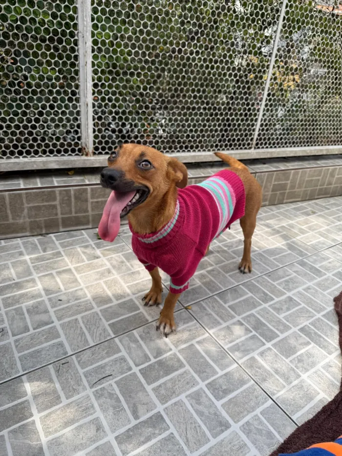 Cachorro raça SRD-ViraLata idade 1 ano nome Lunna