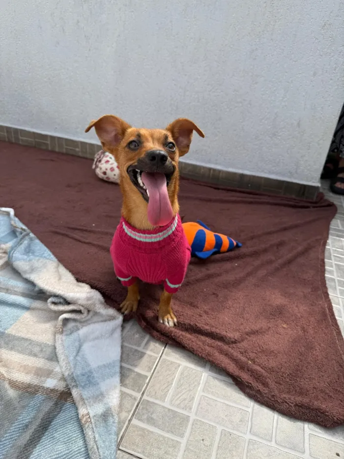Cachorro raça SRD-ViraLata idade 1 ano nome Lunna