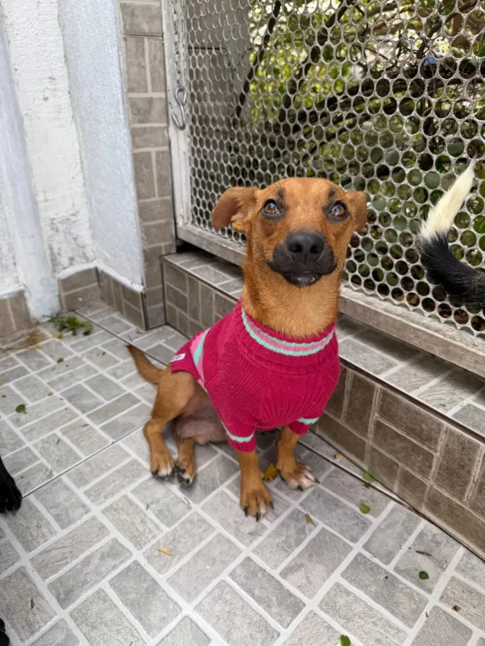 Cachorro raça SRD-ViraLata idade 1 ano nome Lunna