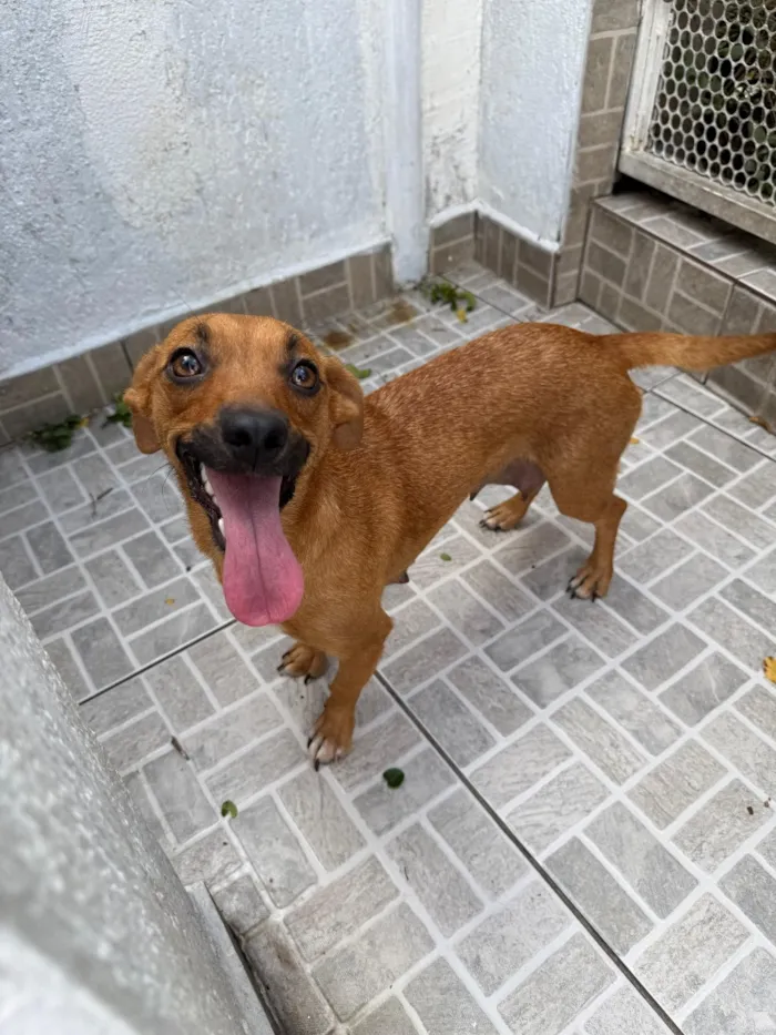 Cachorro raça SRD-ViraLata idade 1 ano nome Lunna