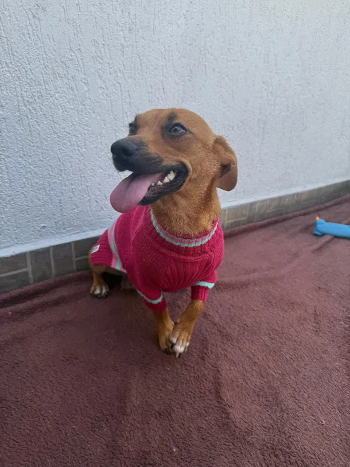 Cachorro raça SRD-ViraLata idade 1 ano nome Lunna