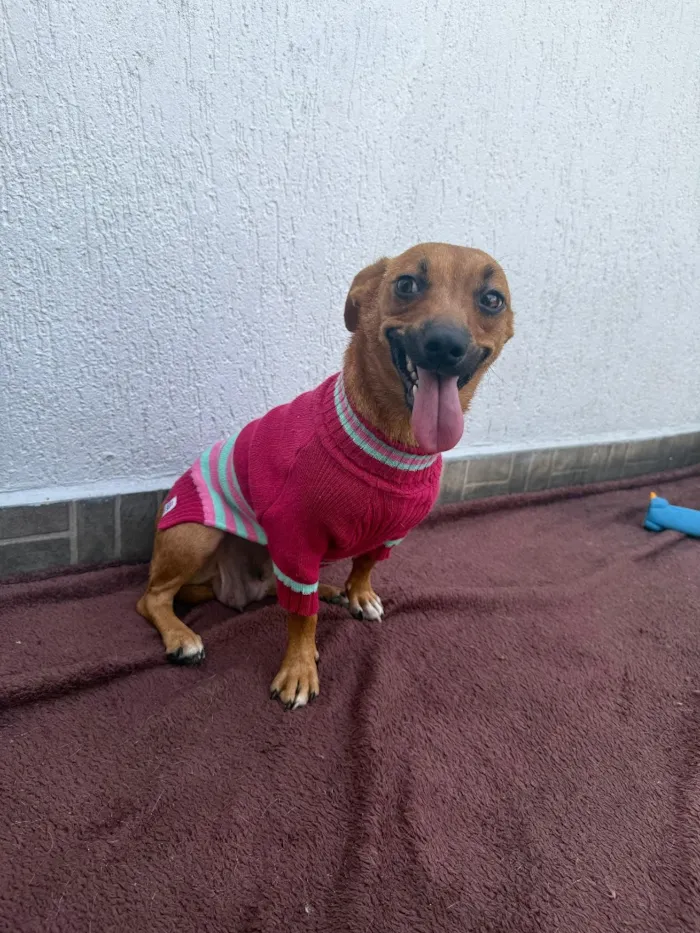Cachorro raça SRD-ViraLata idade 1 ano nome Lunna