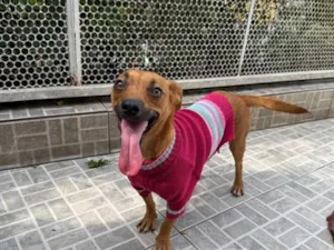 Cachorro raça SRD-ViraLata idade 1 ano nome Lunna