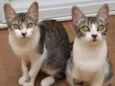 Lilica e Pituca
