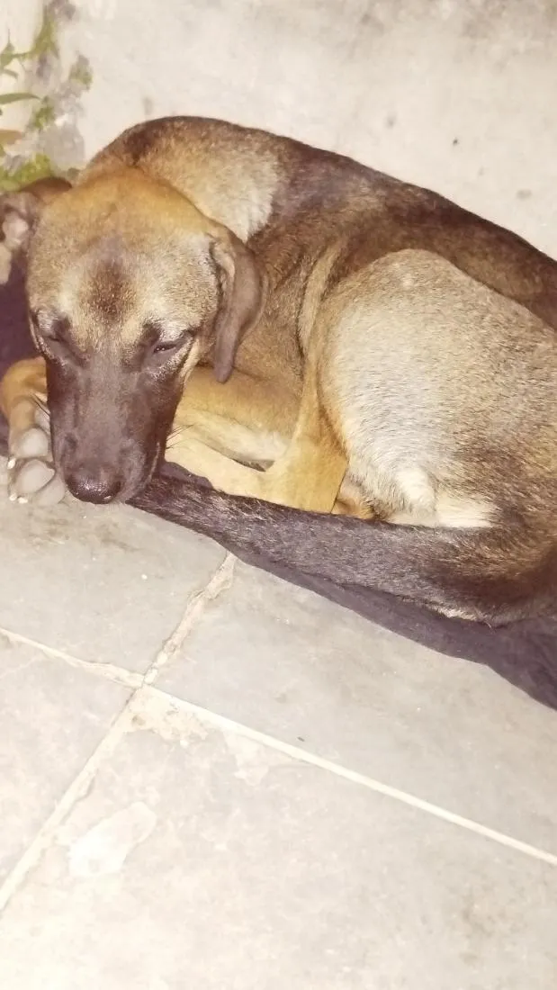 Cachorro raça SRD-ViraLata idade 1 ano nome Não tem nome 