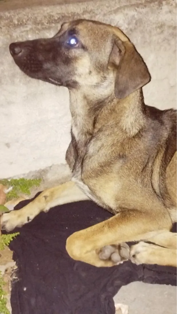 Cachorro raça SRD-ViraLata idade 1 ano nome Não tem nome 