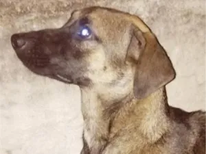 Cachorro raça SRD-ViraLata idade 1 ano nome Não tem nome 