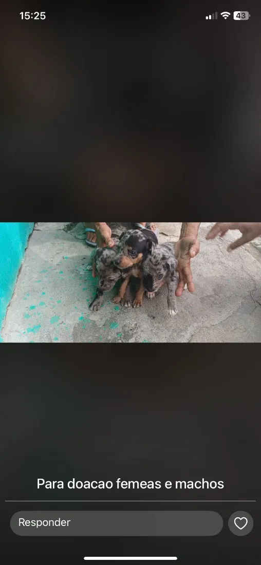 Cachorro raça SRD-ViraLata idade Abaixo de 2 meses nome Todos sem nome 