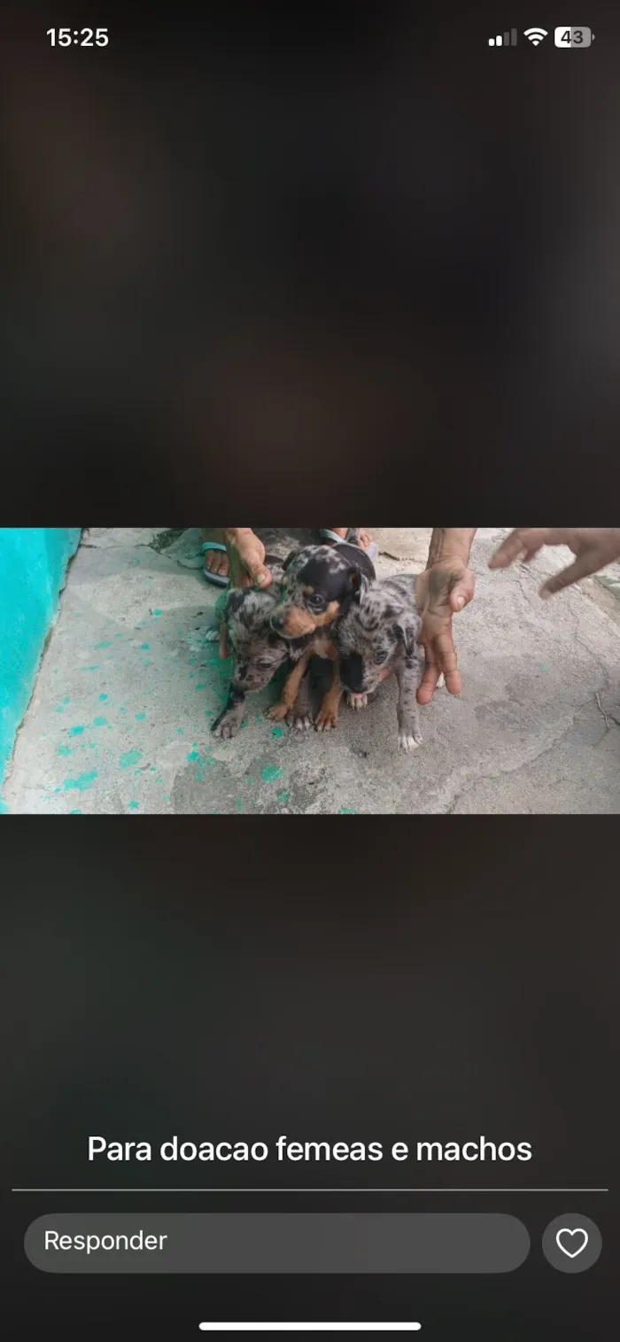 Cachorro raça SRD-ViraLata idade Abaixo de 2 meses nome Sem nomes 