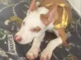 apolo