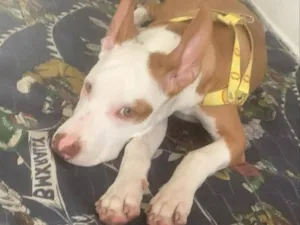 Cachorro raça Pit-Bull idade 2 a 6 meses nome apolo