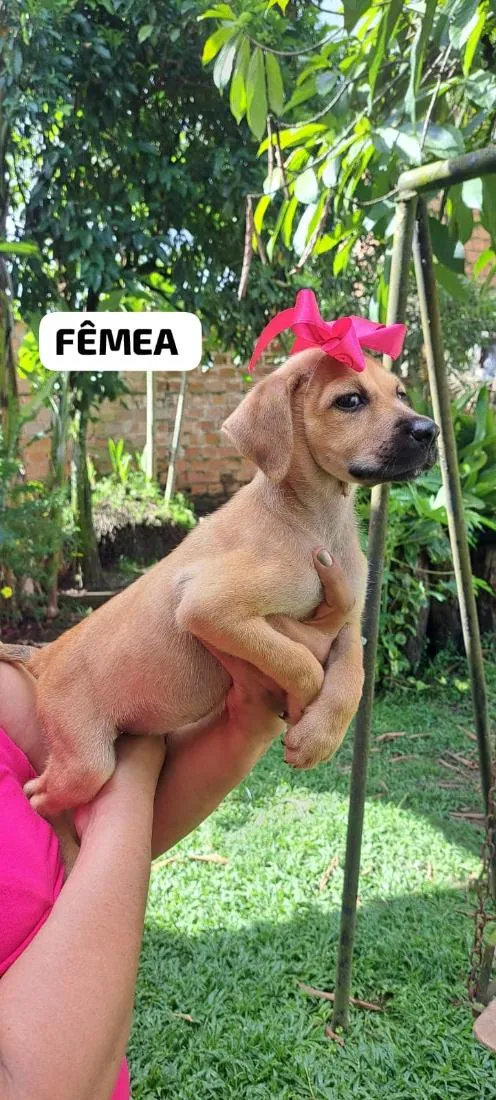 Cachorro raça SRD-ViraLata idade 2 a 6 meses nome CHALENE