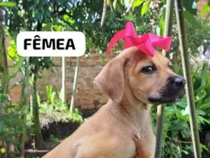 Cachorro raça SRD-ViraLata idade 2 a 6 meses nome CHALENE