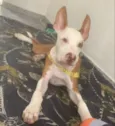 apolo