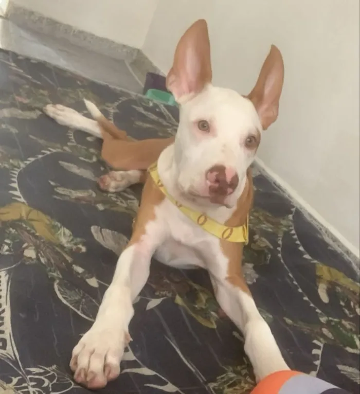 Cachorro raça Pit-Bull idade 2 a 6 meses nome apolo