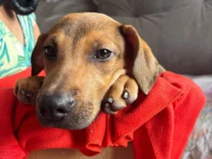 Cachorro raça SRD-ViraLata idade 2 a 6 meses nome Bento 