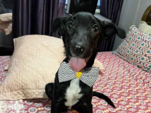 Cachorro raça SRD-ViraLata idade 2 a 6 meses nome Negresco