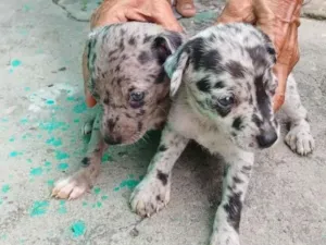 Cachorro raça SRD-ViraLata idade Abaixo de 2 meses nome Sem nomes 