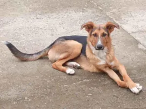 Cachorro raça SRD-ViraLata idade 7 a 11 meses nome Bolt