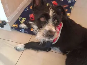 Cachorro raça SRD-ViraLata idade 2 anos nome Ozzi