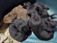 5 filhotes