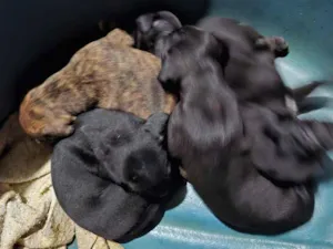 Cachorro raça SRD-ViraLata idade Abaixo de 2 meses nome 5 filhotes