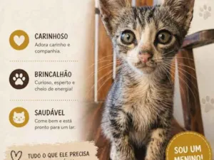 Gato raça SRD-ViraLata idade Abaixo de 2 meses nome ainda não tem nome*