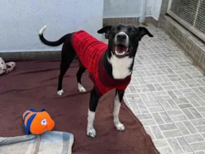 Cachorro raça SRD-ViraLata idade 1 ano nome Floki