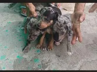 Cachorro raça SRD-ViraLata idade Abaixo de 2 meses nome Todos sem nome 