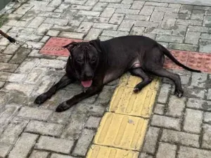 Cachorro raça Pit-Bull idade 1 ano nome Bolt 
