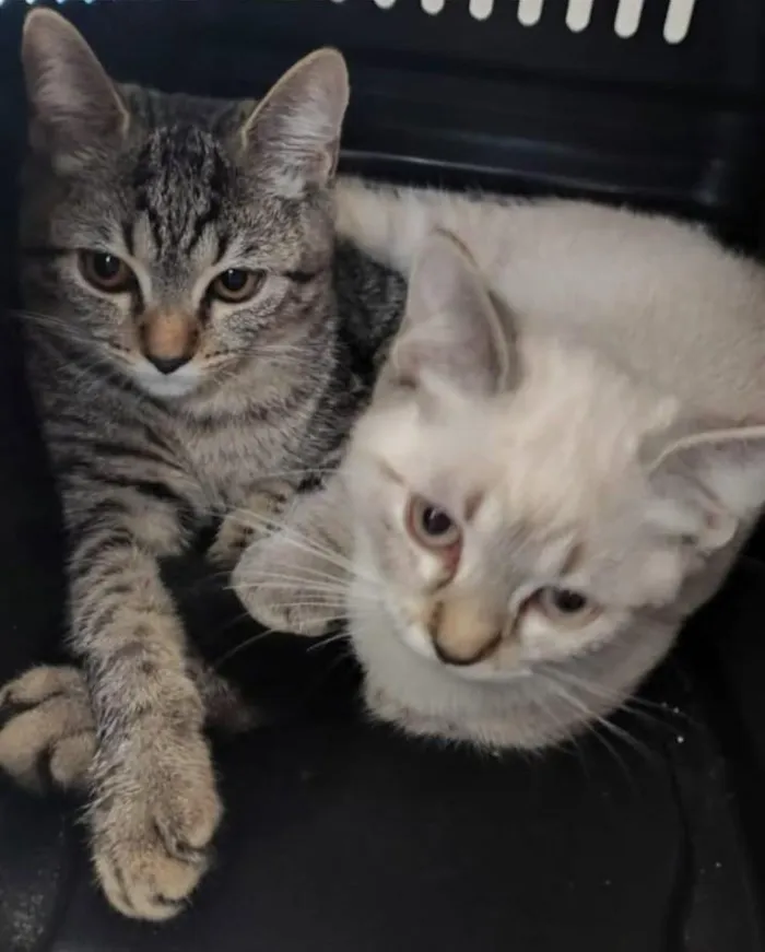 Gato raça SRD-ViraLata idade 2 a 6 meses nome Falar com Isabel - Whats 11 97277-9917