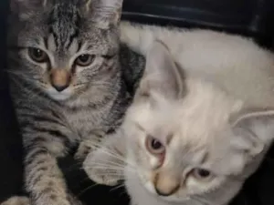 Gato raça SRD-ViraLata idade 2 a 6 meses nome Falar com Isabel - Whats 11 97277-9917