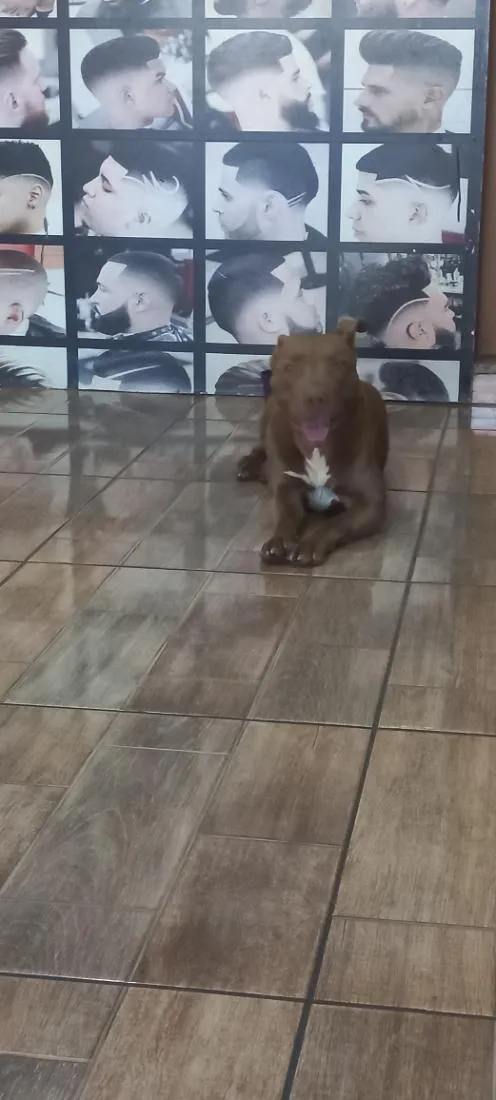 Cachorro raça Pit-Bull idade 1 ano nome Thor 