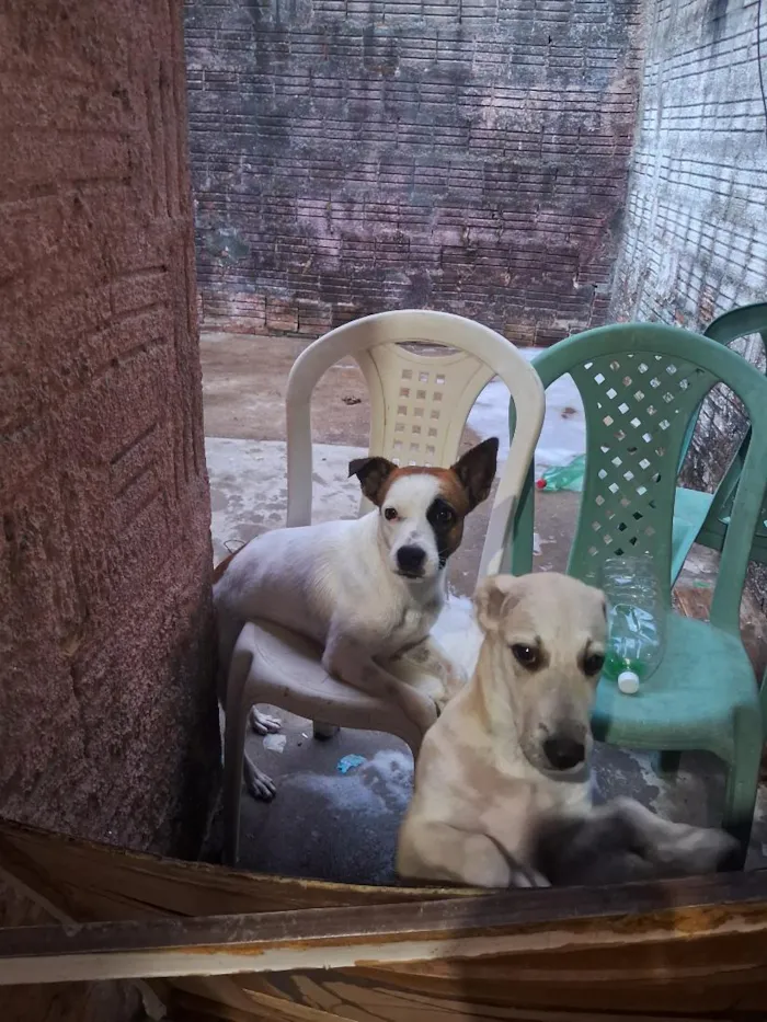 Cachorro raça SRD-ViraLata idade 7 a 11 meses nome juradi