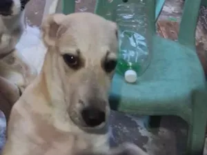 Cachorro raça SRD-ViraLata idade 7 a 11 meses nome juradi