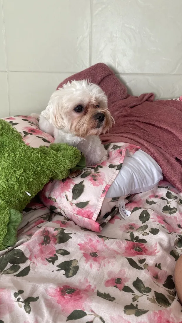 Cachorro raça Maltês idade 2 anos nome Nino 