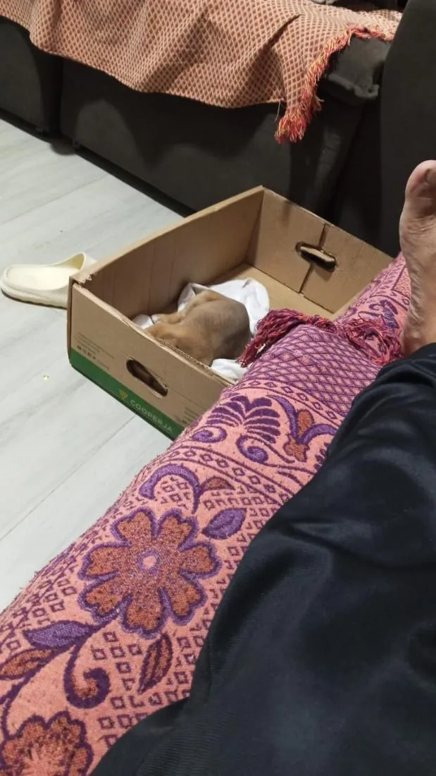 Cachorro raça SRD-ViraLata idade Abaixo de 2 meses nome mãe estrela  demais constelação  ate terem donos nomes reta meninas um macho