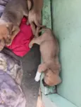 mãe estrela  demais constelação  ate terem donos nomes reta meninas um macho